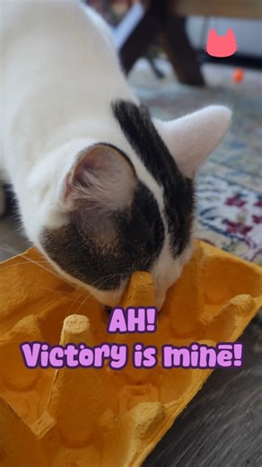 Snack Time Gets Complicated 🥚🐾