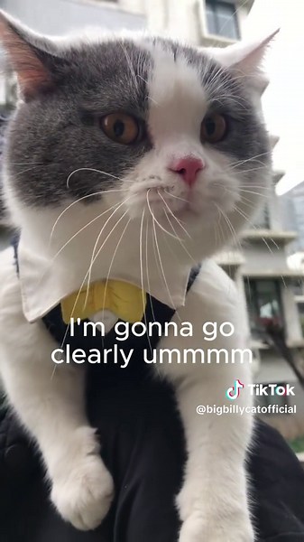I Am Big Billy (Deluxe Edition) talking cat meme video