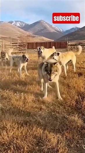 CCT Caught on Camera: Wolf Charges the Alabai Dogs