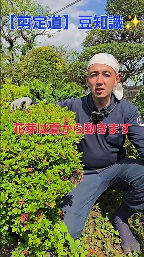 🎉 29K views! It's time to prune your Satsuki azaleas!! Make sure to finish pruning before July. S...