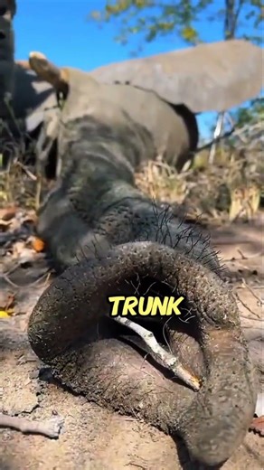 What Happens to an Elephant’s Trunk During Anesthesia?