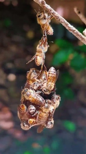 Here are 12 different kinds of insects. Which ones do you know#insect#Insect#Popular scien