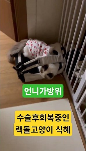 아픈랙돌고양이식혜(수술후) #랙돌고양이 #classic #브금 #뉴에이지음악 #composition #동양풍 #슬픔 #saddestpiano #sadpiano #아련한 #피아노