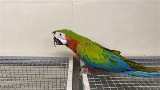 🦜🦜🦜Name of hybrid macaws:🦜🦜🦜 F-1 Hybrids (1st generation) Scarlet x Greenwing = Ruby Scarlet x Military = Shamrock Scarlet x Buffons = Verde Scarlet x Blue & Gold = Catalina Scarlet x Yellow-collared = Voren's macaw Military x Blue & Gold = Miligold Military x Buffons = Miliffons Buffons x Greenwing = Buffwing Buffons x Blue & Gold = BuffGold Greenwing x Blue & Gold = Harlequin Greenwing x Military = Calico Hyacinth x Blue & Gold = Caloshua Hyacinth x Military = Milihy or Milicinth Hyacint