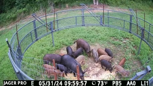 2.2M views · 41K reactions | A customer captured this sounder using our equipment with a boar buster trap. Visit our website at https://jagerpro.com/ for conversion kits and more! #jagerpro #hogtraps | Jager Pro Hog Control Systems | Facebook