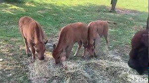 18K views · 2.5K reactions | Baby Bison At Breakfast ASMR 怜 | The Toronto Zoo | Facebook