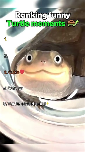 Ranking funny turtle moments 🐢🐢