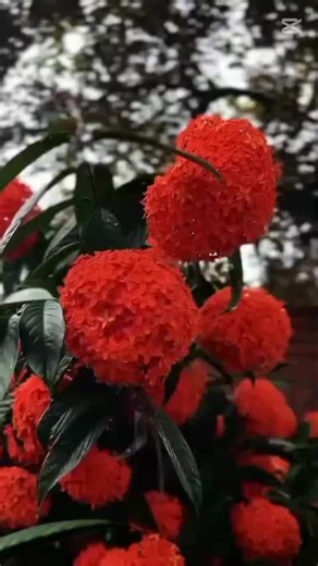 🎉🤍❤️🤍🎉 (@erin3425)’s videos with original sound - 🎉🤍❤️🤍🎉