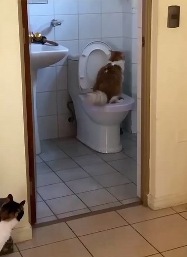 Cats in the Bathroom: Hilarious Toilet Time