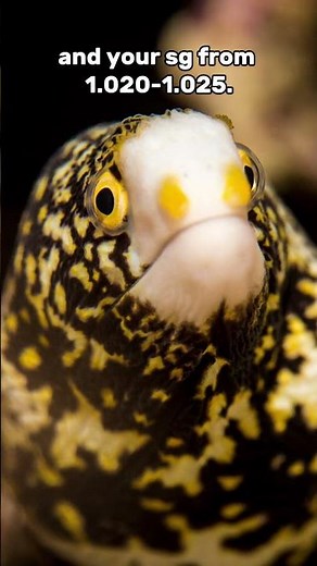 🎤 Snowflake Eel Care – Quick Guide!
