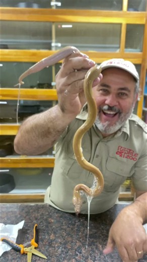 Baby python emerges from its egg during an unforgettable birthday reveal