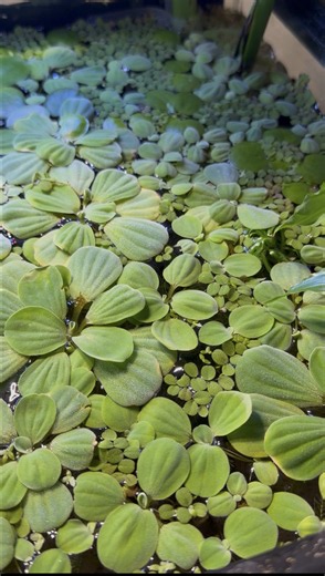 Aquarium Plant Pain: Floaters Need Space!
