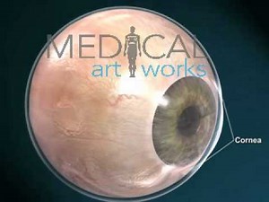 3D Medical Animation | Anatomy of the eye