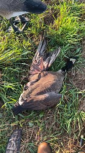 3 man GOOSE LIMIT! Michigan goose hunting | Cold Front Waterfowl