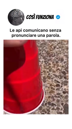 Così Funziona on Instagram: "Dentro un alveare, non ci sono parole. Eppure, tutto funziona con una precisione quasi perfetta. Le api hanno sviluppato un sistema di comunicazione basato su movimenti, vibrazioni e odori, calibrato esattamente sulle esigenze della vita collettiva. La famosa danza dell’oscillazione è uno degli esempi più chiari di ciò. Muovendosi in schemi specifici, un’ape informa le altre dove trovare il cibo, in quale direzione procedere rispetto al sole, la distanza esatta e per