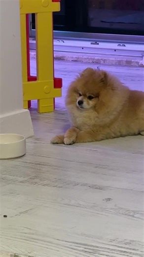 Şurup.Lady.Ruby (@surup.lady.ruby) adlı kullanıcının orijinal ses - 🔥★ 𝒜çℯ𝓁𝓎𝒶 ★🔥 ile oluşturduğu videoları