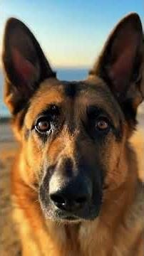 Amazing Dog Saves a Bus Full of Passengers. #pets #doglove #dogrescue #dog #puppylove #animals