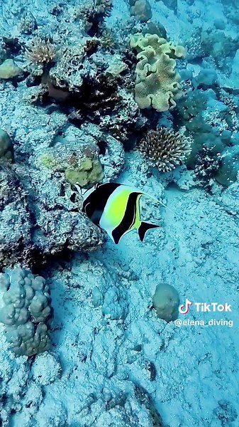 Exploring the Moorish Idol Fish in the Ocean