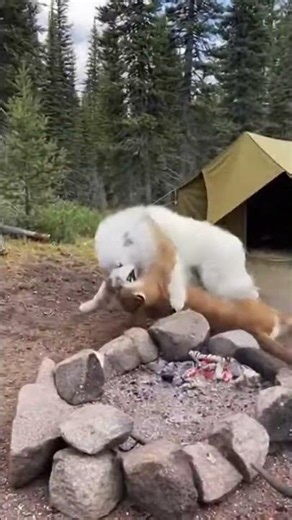 Great Pyrenees Protects Wilderness Camp from Fierce Cougar Attack!#GreatPyreneesDefense