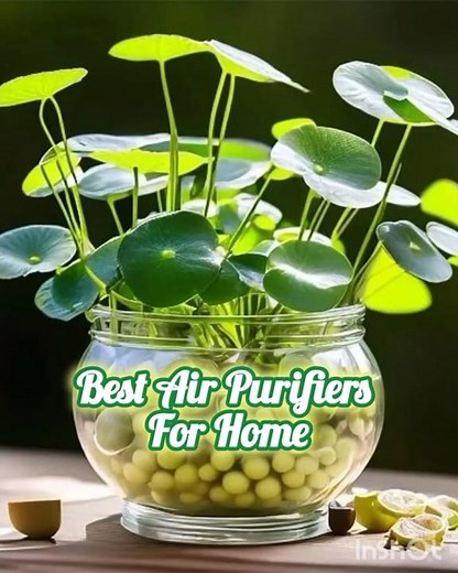 💦🌱Cool Indoor Water Plants #trending #shorts #short #summmeflowers #viral #yt