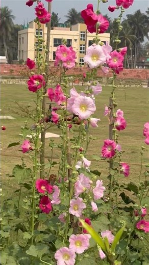 Digha Most Beautiful Garden