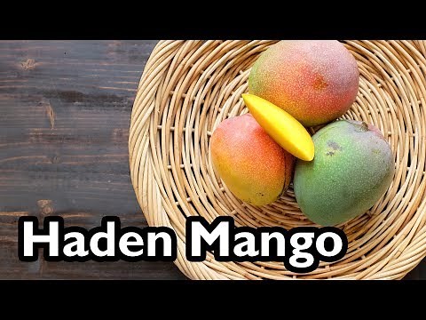 Truly Tropical Mango Varieties- 'Haden'