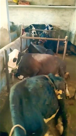 Dairy Farm Work #cow #agriculture #farming