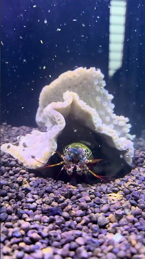 Mantis Shrimp Eats Crab and Baby Shrimp Inside Its Burrow | The Hidden Power of the Ocean Hunter