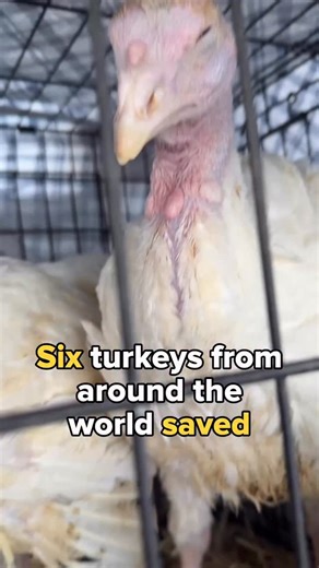 On day 14 of Zoe Rosenberg’s incarceration, two rescues happened! Four turkeys, Pirouette, Luma, Lila and Pistache, were rescued by DxE Paris activists. On the same day in Utah, two turkeys, Moby and Phoenix were rescued. | Direct Action Everywhere - DxE