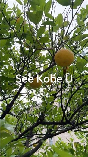 See Kobe U - 黄色い実 / Yellow fruit