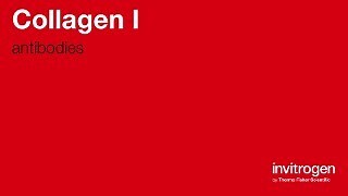 Anti-Collagen I Antibodies | Invitrogen