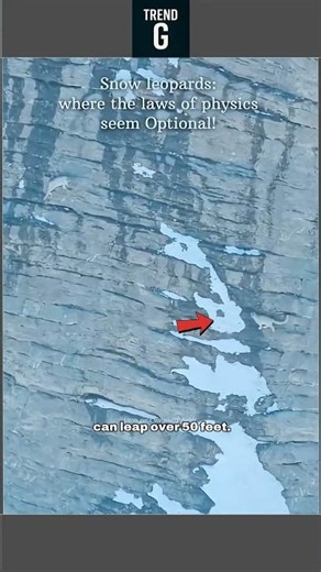 Snow Leopard vs Ibex: Ghost of the Mountains #snow #leopard #wildlife #facts #animals #goat