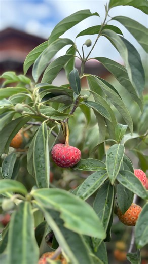 Arvind kumar on Instagram: "Did you know this fruit called “cornus capitata” looks like strawberry or lychee. Found in Paro Bhutan. Taste was kind of Thoda sweet and thoda bitter. Popular hai Bhutan and neighboring country me, But for me it was absolutely new.👆🏼"