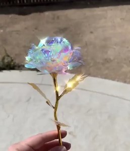 This beautiful and inexpensive galaxy rose