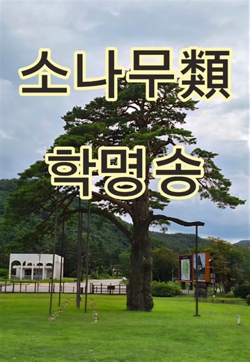 [조경기사 소나무類 학명송] #트리닥터 #소나무학명 #나무의사 #조경기사 #수목치료기술자 #학명암기송