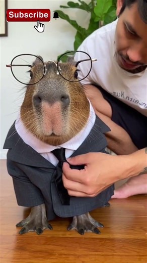 Which outfit suits Kapi? #funny