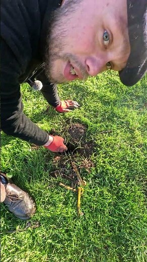 How can you tell if your mole traps are working? (Expert Guide)