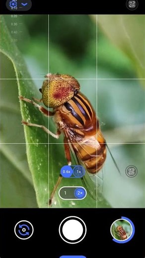 Nature macro photography