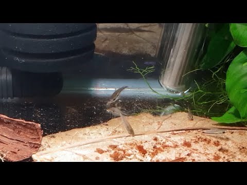 HOW TO BREED PYGMY CORYS PART 2