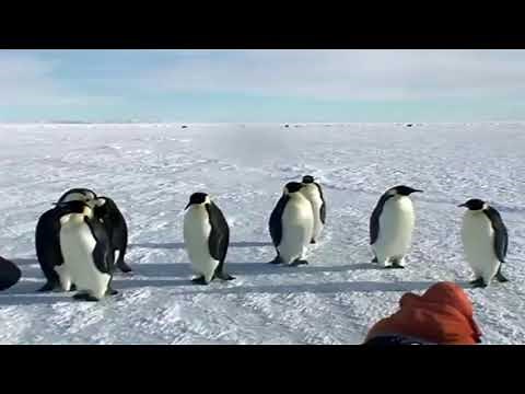 Emperor Penguins next to humans in wild