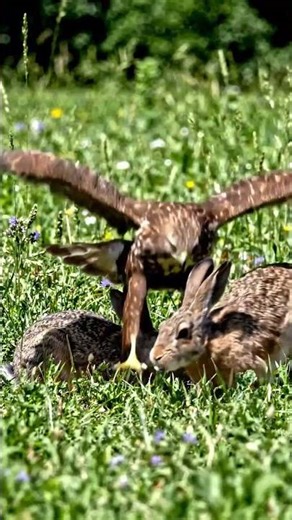 Hawk vs Rabbit | Lightning Fast Sky Attack @BirdWorldDaily