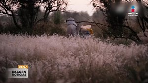 Los #Chapulines podrían representar una posibilidad para combatir la desnutrición infantil en México, es por eso que especialistas desarrollan un proyecto para introducir los insectos en la dieta de niños del poblado de Tlaltizapán, #Morelos. | Imagen Noticias | Facebook