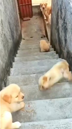 Puppy fall down from stairs 🥺​⁠‪@globalpetsclinic‬