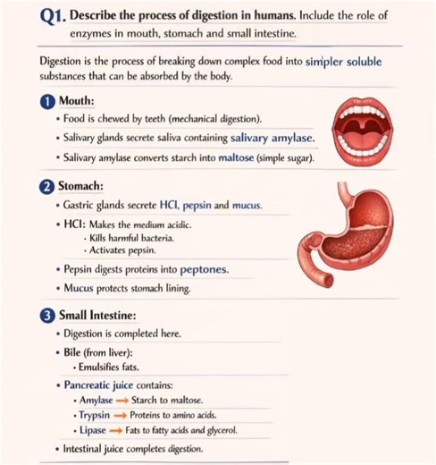 Class 10 Science Life Processes 🔥 5 Mark Most Expected Questions 2025–26 | Digestion | CBSE Board