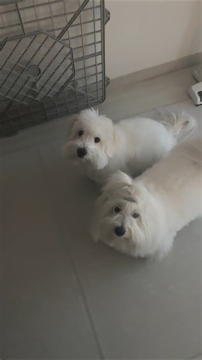 How Coton de Tulear waits for its guardian. #coton #puppy
