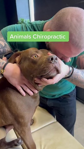 Dog Chiropractic Therapy: Animal Massage Techniques