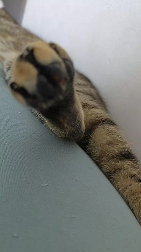 Tabby Cat Facts and Care Tips