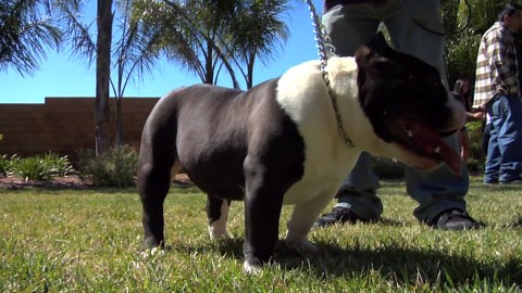 Exotic Bully - Bullseye