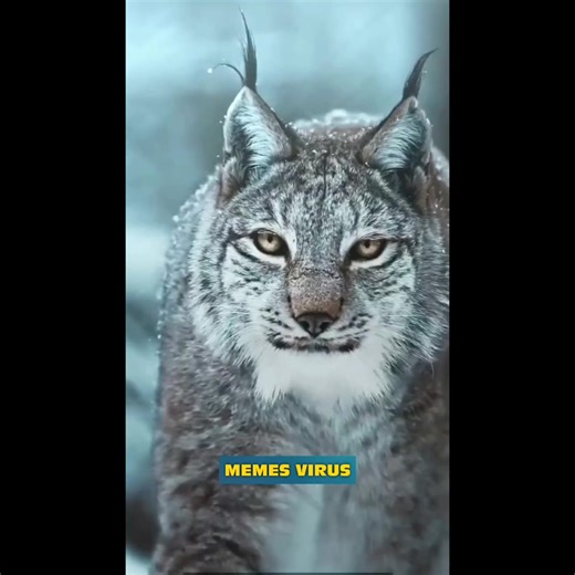 11K views · 102 reactions | Voice of most dangerous cats  | Memes Virus | Facebook