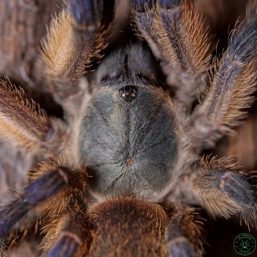 Socotra Island Blue Baboon (Monocentropus balfouri) Care — The Tarantula Collective